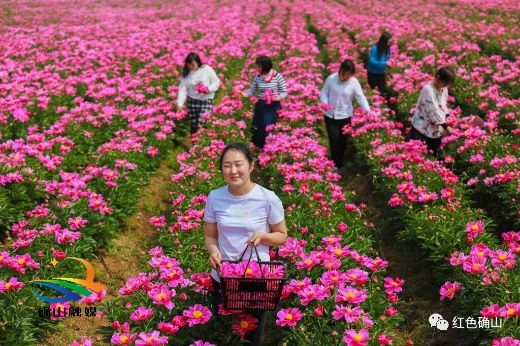 芍药山乡新闻速递，最新报道汇总