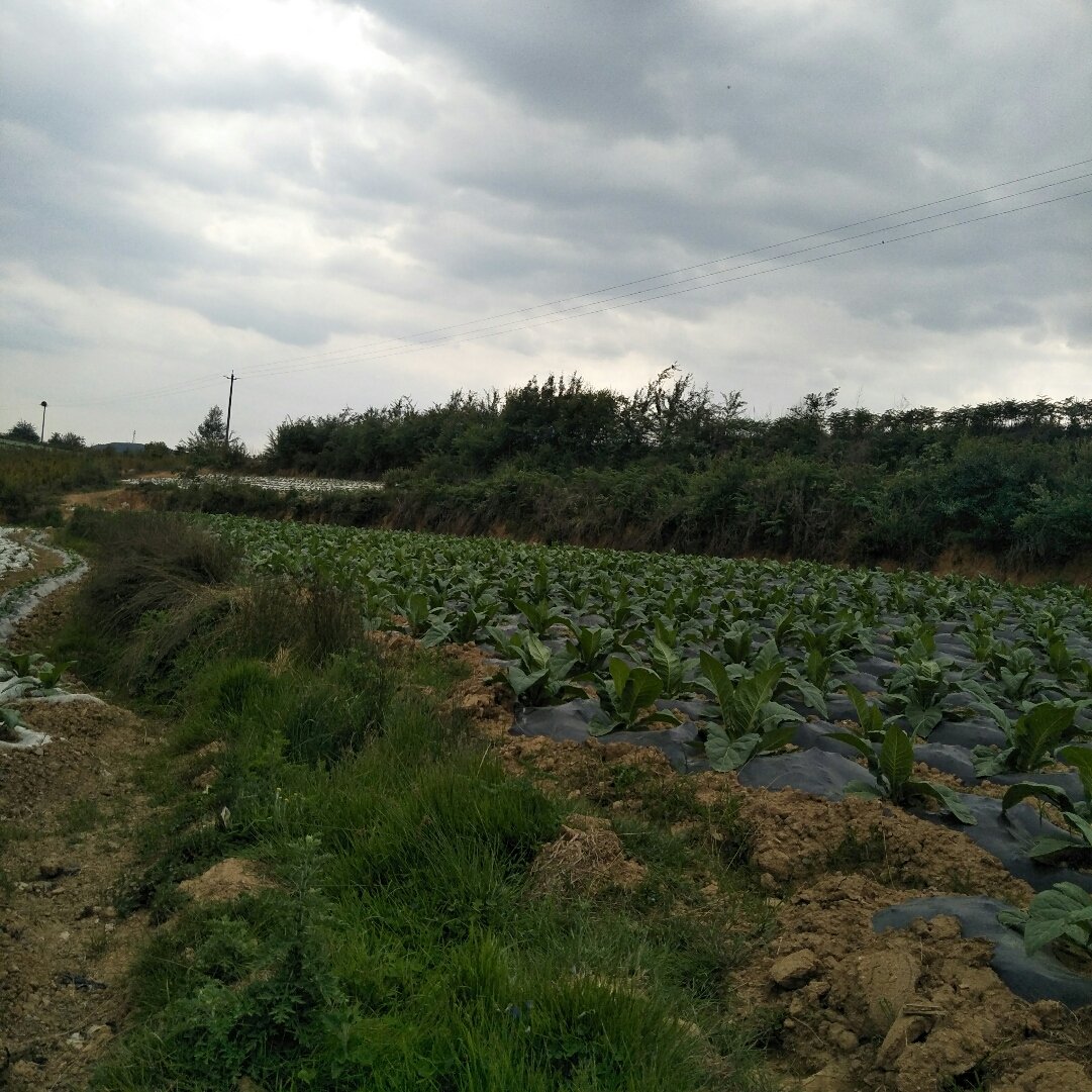 多成龙村天气预报更新通知