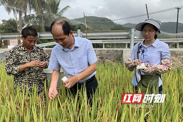 衡阳市农科所最新发展规划概览